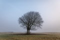 Two large bare trees, lonelyÃÂ in the foggy dune area of Berkheide in Wassenaar